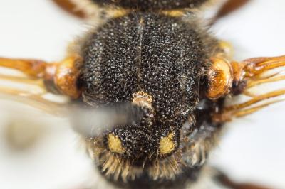  Nomada marshamella (Kirby, 1802)
