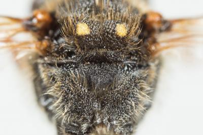 Nomada marshamella (Kirby, 1802)