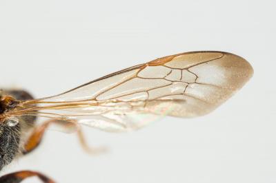  Nomada marshamella (Kirby, 1802)