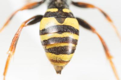  Nomada marshamella (Kirby, 1802)