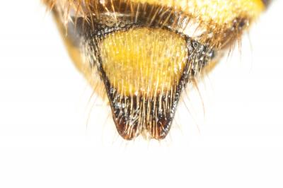  Nomada marshamella (Kirby, 1802)