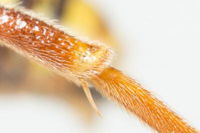 Nomada marshamella (Kirby, 1802)