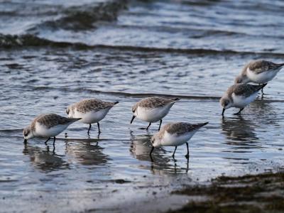 Bécasseau sanderling Calidris alba (Pallas, 1764)