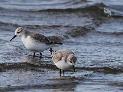 Bécasseau sanderling Calidris alba (Pallas, 1764)