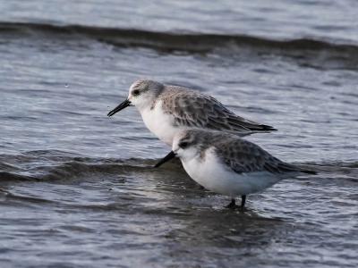 Bécasseau sanderling Calidris alba (Pallas, 1764)