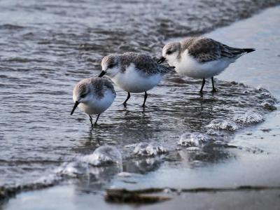 Bécasseau sanderling Calidris alba (Pallas, 1764)