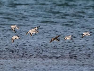 Bécasseau sanderling Calidris alba (Pallas, 1764)