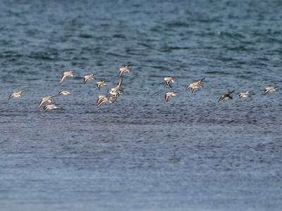 Bécasseau sanderling Calidris alba (Pallas, 1764)