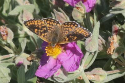 Mélitée du Plantain (La), Déesse à ceinturons (La) Melitaea cinxia (Linnaeus, 1758)