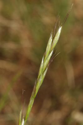 Avoine pubescente Avenula pubescens (Huds.) Dumort., 1868