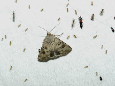  Anarta sodae (Rambur, 1829)