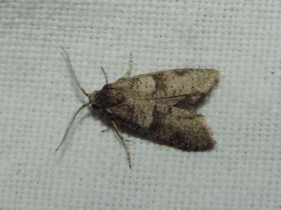  Penestoglossa dardoinella (Millière, 1863)