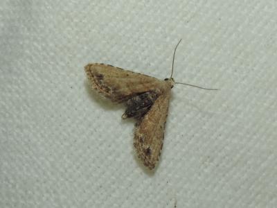 Nigériane (La) Araeopteron ecphaea (Hampson, 1914)