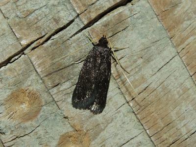  Eurodachtha canigella (Caradja, 1920)