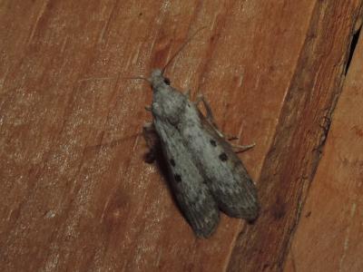  Lamoria anella (Denis & Schiffermüller, 1775)