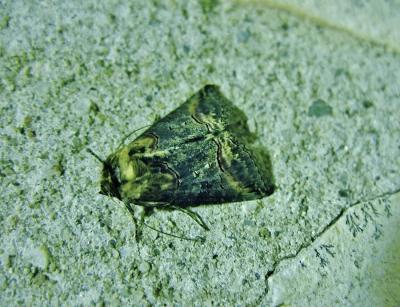 Plusie à lunettes (La) Abrostola triplasia (Linnaeus, 1758)