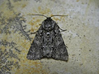 Chevelure dorée (La) Acronicta auricoma (Denis & Schiffermüller, 1775)