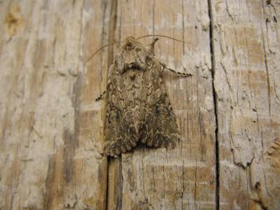Noctuelle de l'Ansérine (La) Hadula trifolii (Hufnagel, 1766)
