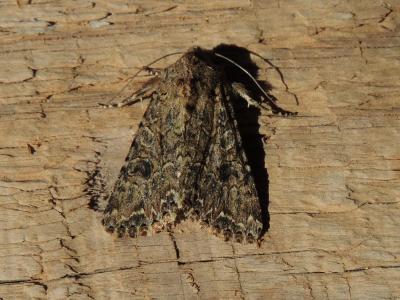 Noctuelle de l'Ansérine (La) Hadula trifolii (Hufnagel, 1766)