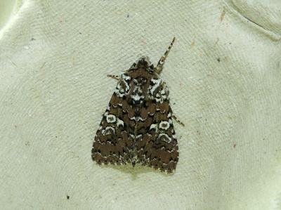 Noctuelle parée (La) Hadena albimacula (Borkhausen, 1792)