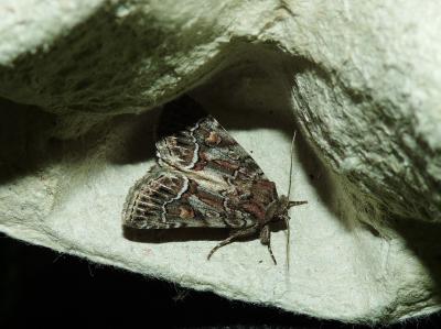 Noctuelle cythérée (La) Thalpophila matura (Hufnagel, 1766)