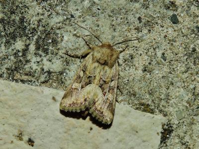 Noctuelle de Duméril (La) Luperina dumerilii (Duponchel, 1826)
