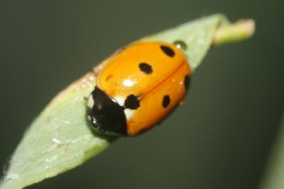  Coccinella undecimpunctata Linnaeus, 1758