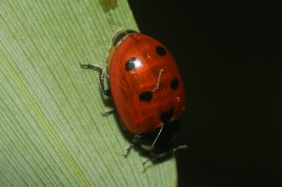  Coccinella undecimpunctata Linnaeus, 1758