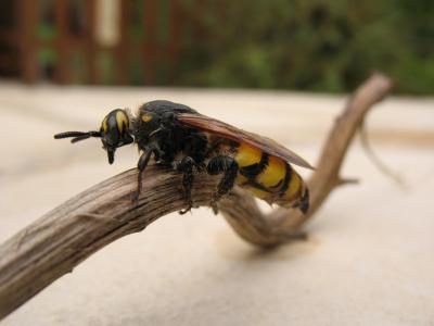  Colpa sexmaculata (Fabricius, 1781)