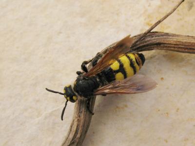  Colpa sexmaculata (Fabricius, 1781)