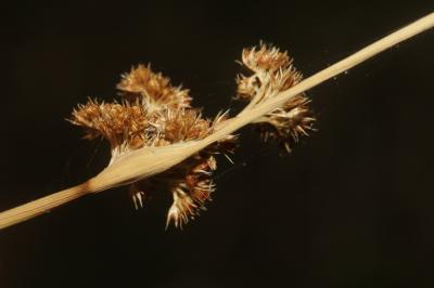 Jonc aggloméré Juncus conglomeratus L., 1753