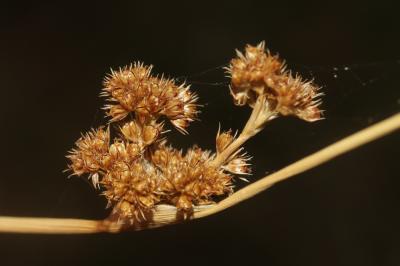 Jonc aggloméré Juncus conglomeratus L., 1753