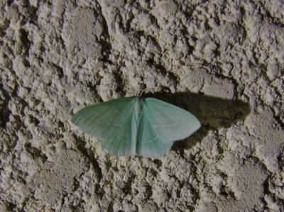 Hémithée printanière (L') Hemistola chrysoprasaria (Esper, 1795)