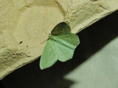 Hémithée printanière (L') Hemistola chrysoprasaria (Esper, 1795)
