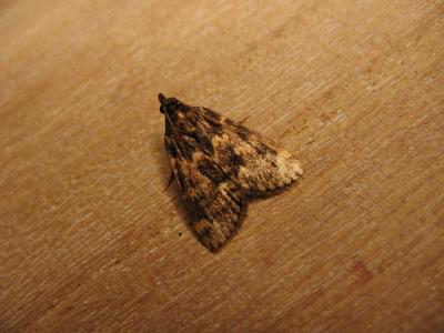  Aglossa caprealis (Hübner, 1809)