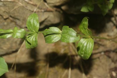 Petite centaurée commune, Erythrée Centaurium erythraea Rafn, 1800