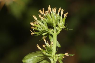 Petite centaurée commune, Erythrée Centaurium erythraea Rafn, 1800