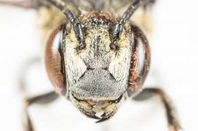  Coelioxys aurolimbata Förster, 1853