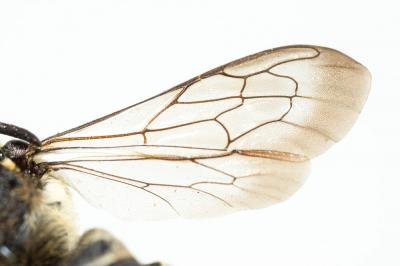  Coelioxys aurolimbata Förster, 1853