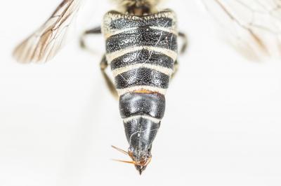  Coelioxys aurolimbata Förster, 1853