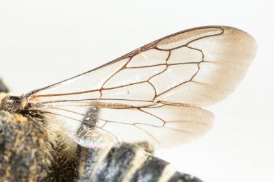  Coelioxys aurolimbata Förster, 1853