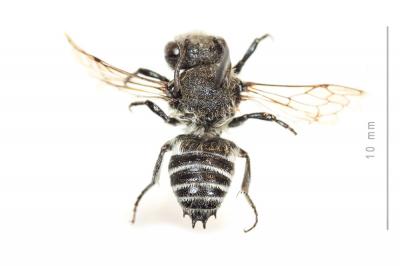  Coelioxys quadridentata (Linnaeus, 1758)