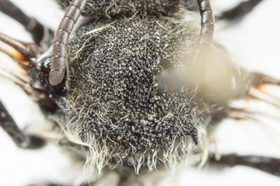  Coelioxys quadridentata (Linnaeus, 1758)