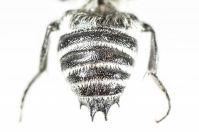  Coelioxys quadridentata (Linnaeus, 1758)