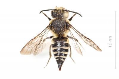  Coelioxys rufescens Lepeletier de Saint Fargeau & Audinet-Serville, 1825