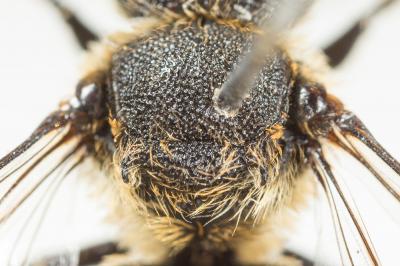  Coelioxys rufescens Lepeletier de Saint Fargeau & Audinet-Serville, 1825