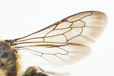  Coelioxys rufescens Lepeletier de Saint Fargeau & Audinet-Serville, 1825