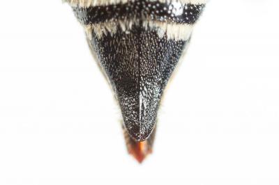  Coelioxys rufescens Lepeletier de Saint Fargeau & Audinet-Serville, 1825