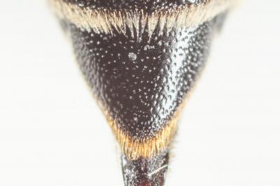  Coelioxys rufescens Lepeletier de Saint Fargeau & Audinet-Serville, 1825