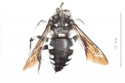 Crocise hérissée Thyreus hirtus (de Beaumont, 1940)